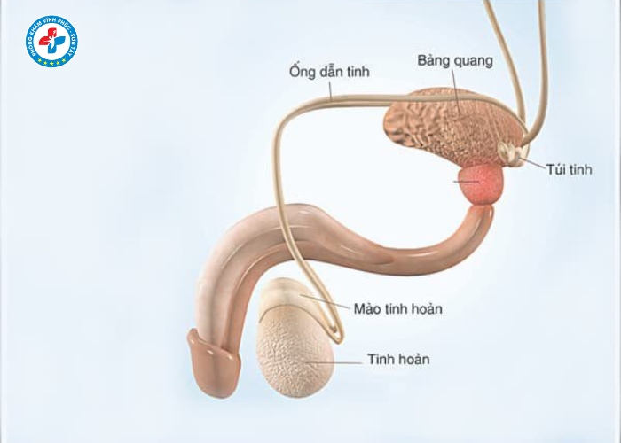 Phẩu thuật thắt ống dẫn tinh tại vĩnh phúc (9)