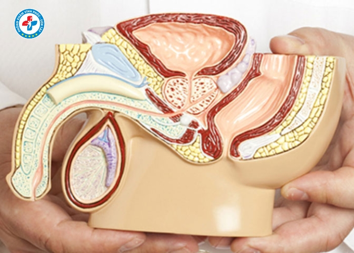 điều trị viêm tuyến tiền liệt tại Sơn Tây (10)